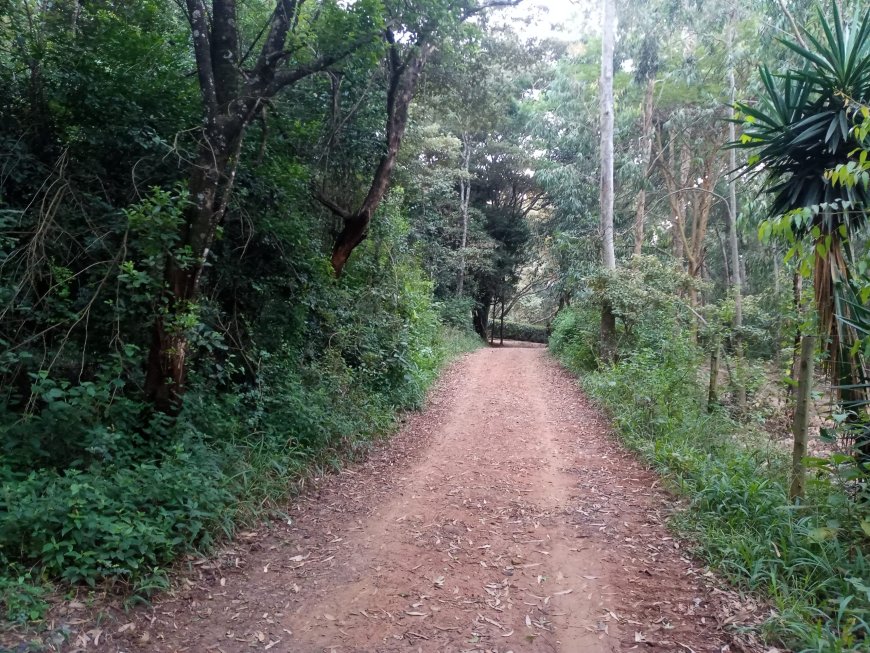 Govt Stops Developer From Building Restaurant, Golf Course In Ngong Forest