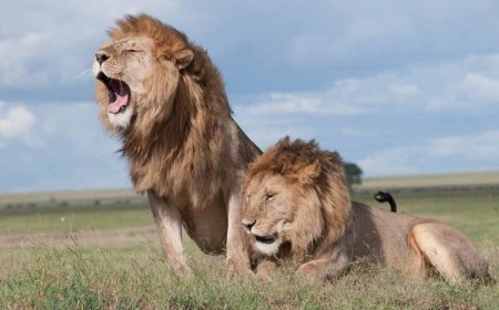 KWS Speaks On Lions Spotted Near Homes In Rongai