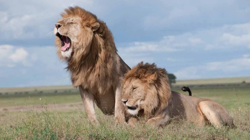 KWS Speaks On Lions Spotted Near Homes In Rongai