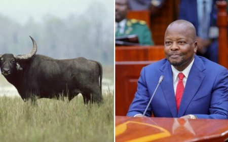 Mutahi Kagwe Allows Kenyans To Eat Water Buffalo Meat