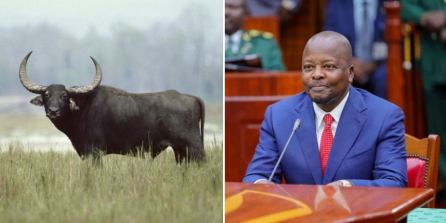 Mutahi Kagwe Allows Kenyans To Eat Water Buffalo Meat