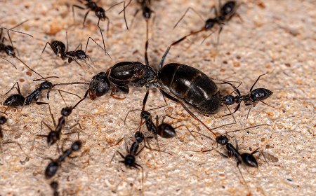 Kenyan, 3 Foreigners Caught Smuggling Live Ants Worth Ksh1 Million