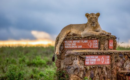 10 Most Visited National Parks, Reserves In Kenya