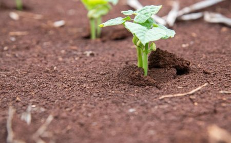 ASSETA: How Africa’s Soil Could End Hunger & Save The Planet