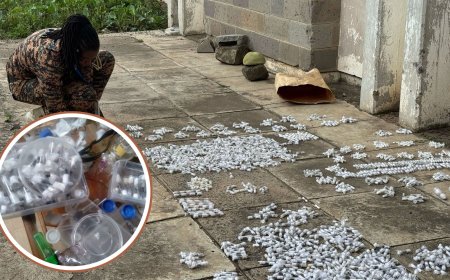 Why DPP Wants Very Tough Sentence Against Foreigners Who Smuggled Ants