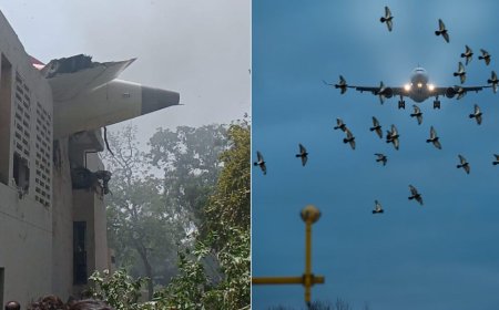 EXPLAINED: Can Bird Strikes Cause A Plane Crash?