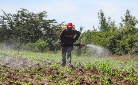 OKISEGERE: Throwing Away Scientists Is Delivering A Growing Food Crisis