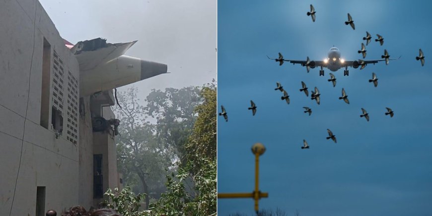 EXPLAINED: Can Bird Strikes Cause A Plane Crash?