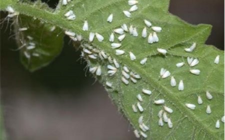 KIOKO: Heat And Pests Are Creating A Deadly Cocktail For Our Foods