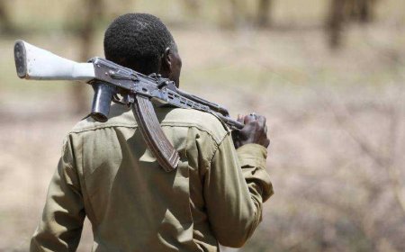 Govt To Give Bandits Scholarships, On Condition