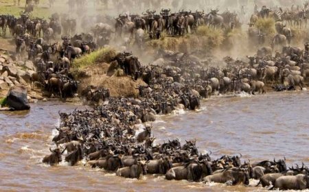 Govt Proposes Tough Rules In Response To Tourists Blocking Wildebeest Migration In Maasai Mara