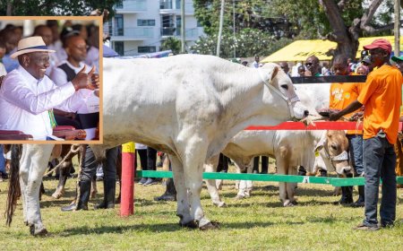 Ruto Buys Bull For Ksh1 Million, Outbidding Governors, CSs