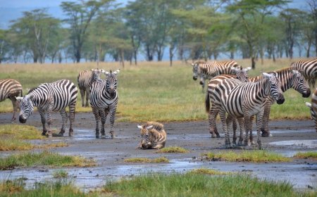 No Free Entry To Lake Nakuru National Park On September 27: KWS Announces