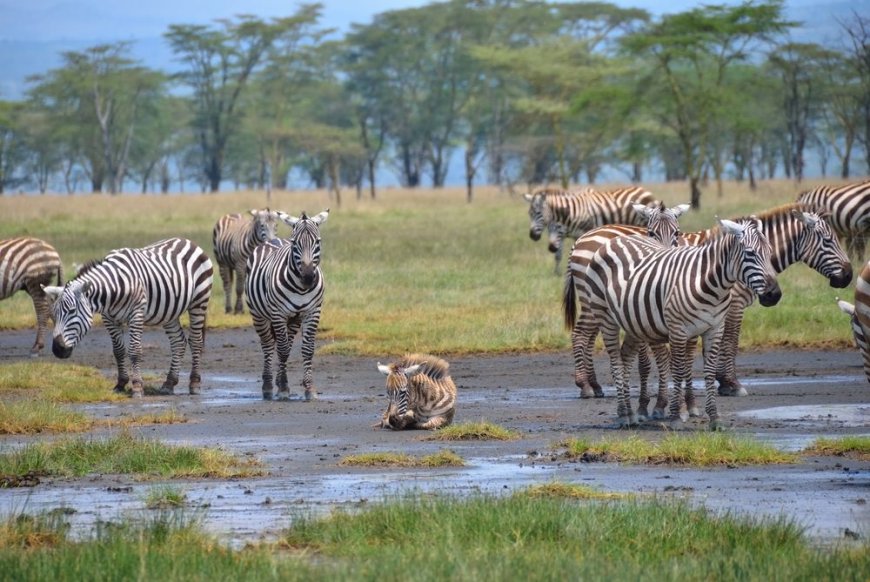 No Free Entry To Lake Nakuru National Park On September 27: KWS Announces