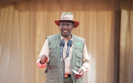 Ruto Lifts Logging Ban In Mau Forest