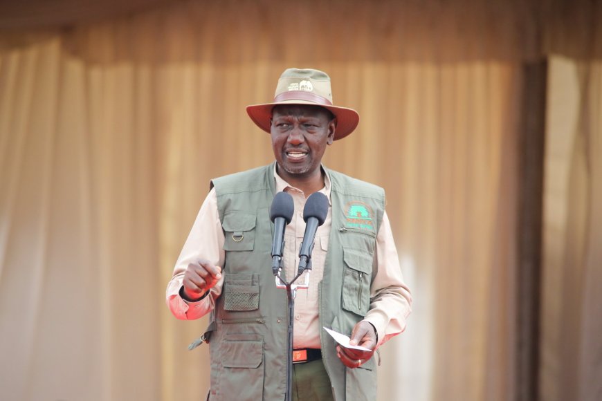 Ruto Lifts Logging Ban In Mau Forest