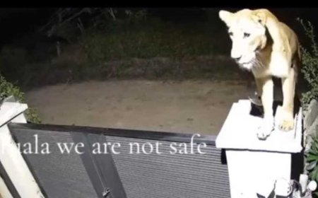 Cabinet’s Plan To Stop Lions From Roaming Into Nairobi Estates Revealed