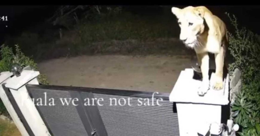 Cabinet’s Plan To Stop Lions From Roaming Into Nairobi Estates Revealed