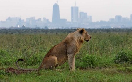 Section Of Kenyans Enjoy Free Entry To Parks Ahead Of New Year