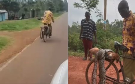 Man Who Killed Python Which Attacked His Dog Set For Win After KWS Announcement