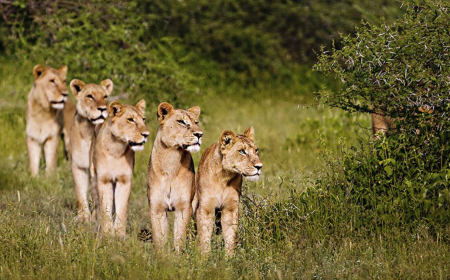 Kenyans On High Alert After Lionesses Escape Nairobi National Park