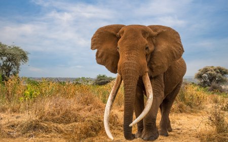 Unique Way Elephant Craig's Body Will Be Preserved Before Public Viewing