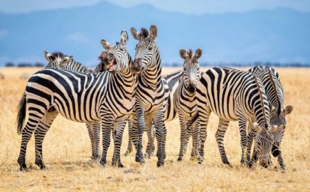 Public Health Alert Raised After KWS Seize Massive Zebra Meat Haul in Nairobi