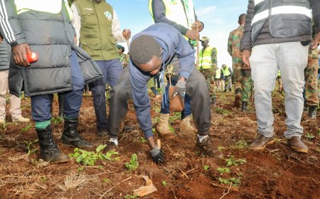 29-Year-Old Kenyan Smashes World Record After Planting 23,326 Trees In 24 Hours