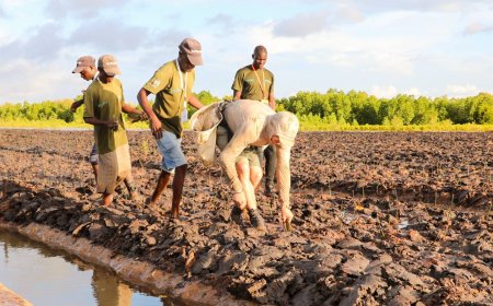 Canadian Sets New World Record After Planting 47,460 Trees In 24 Hours In Mombasa